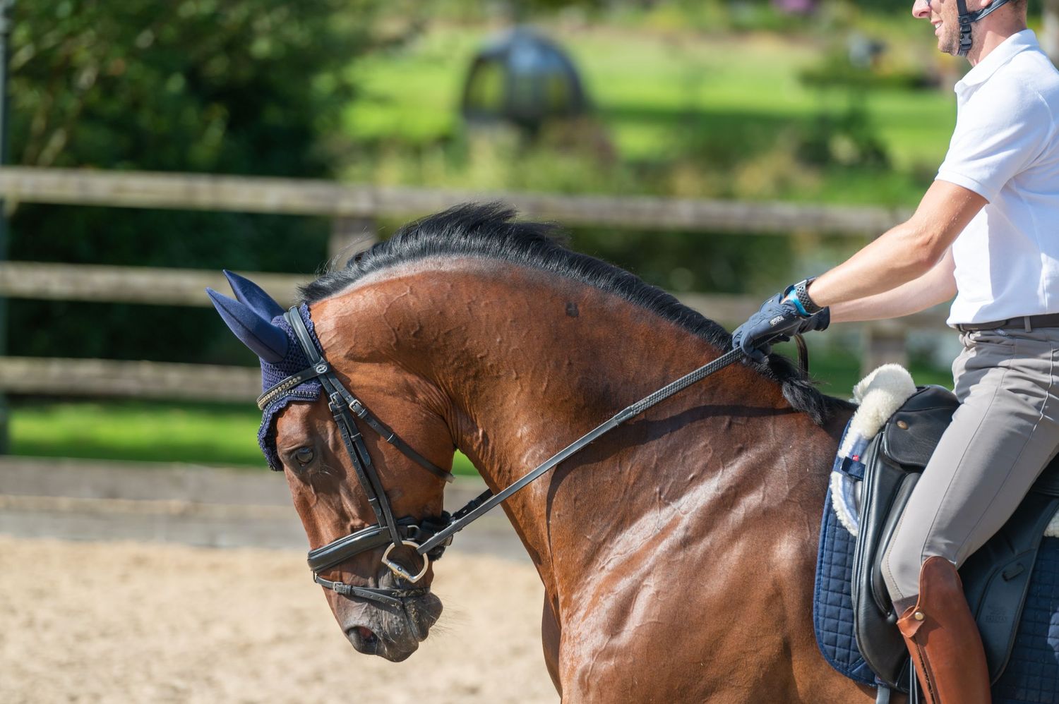 Dressage horse photography by Karen Chaplin