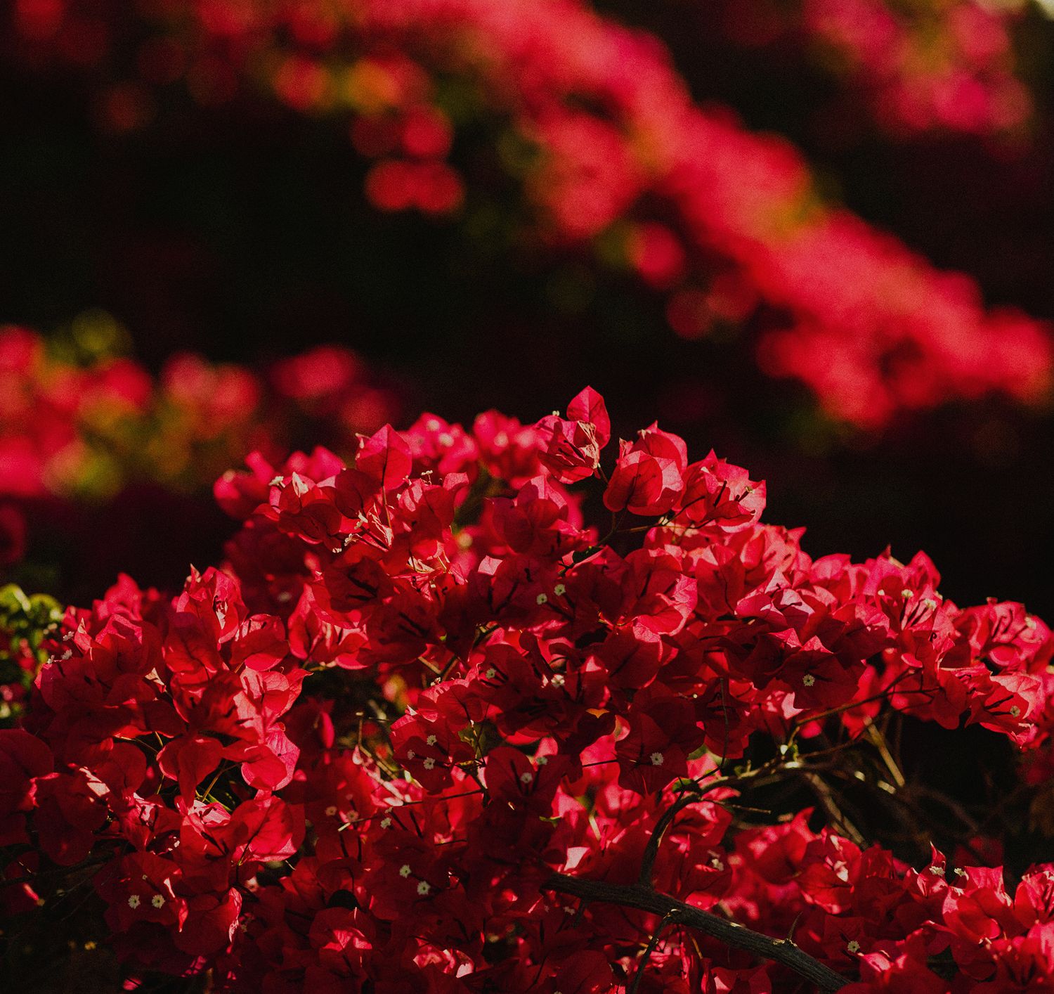 Bougainvillea flower venue detail
