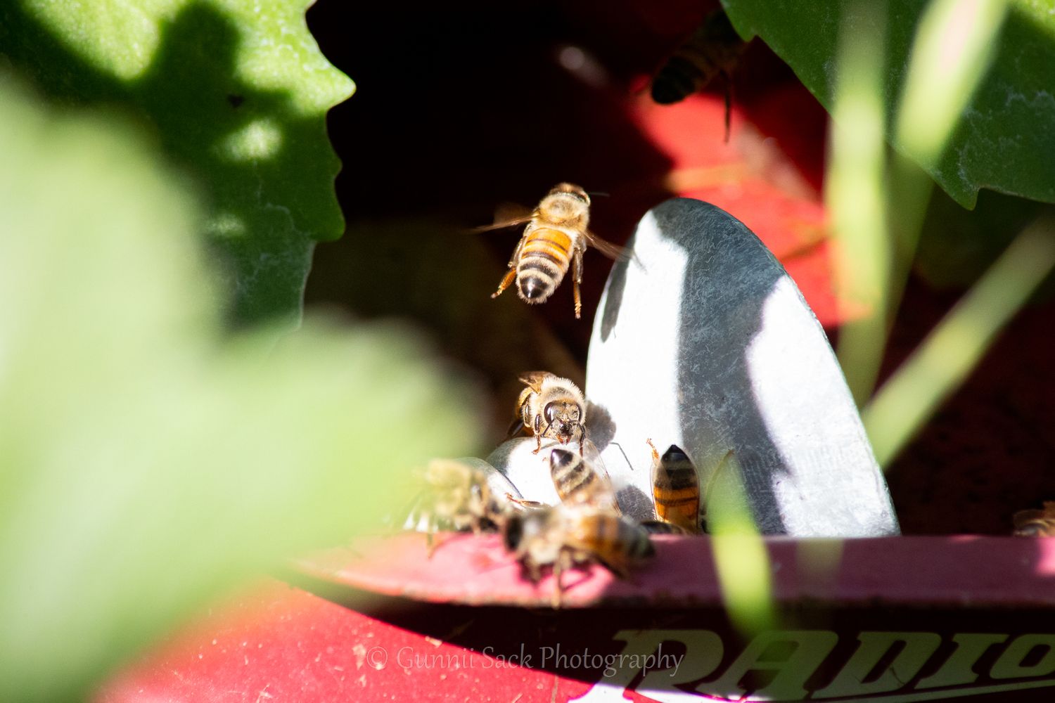 bees, zone9b, hi-yo farms, gunnii sack photography
