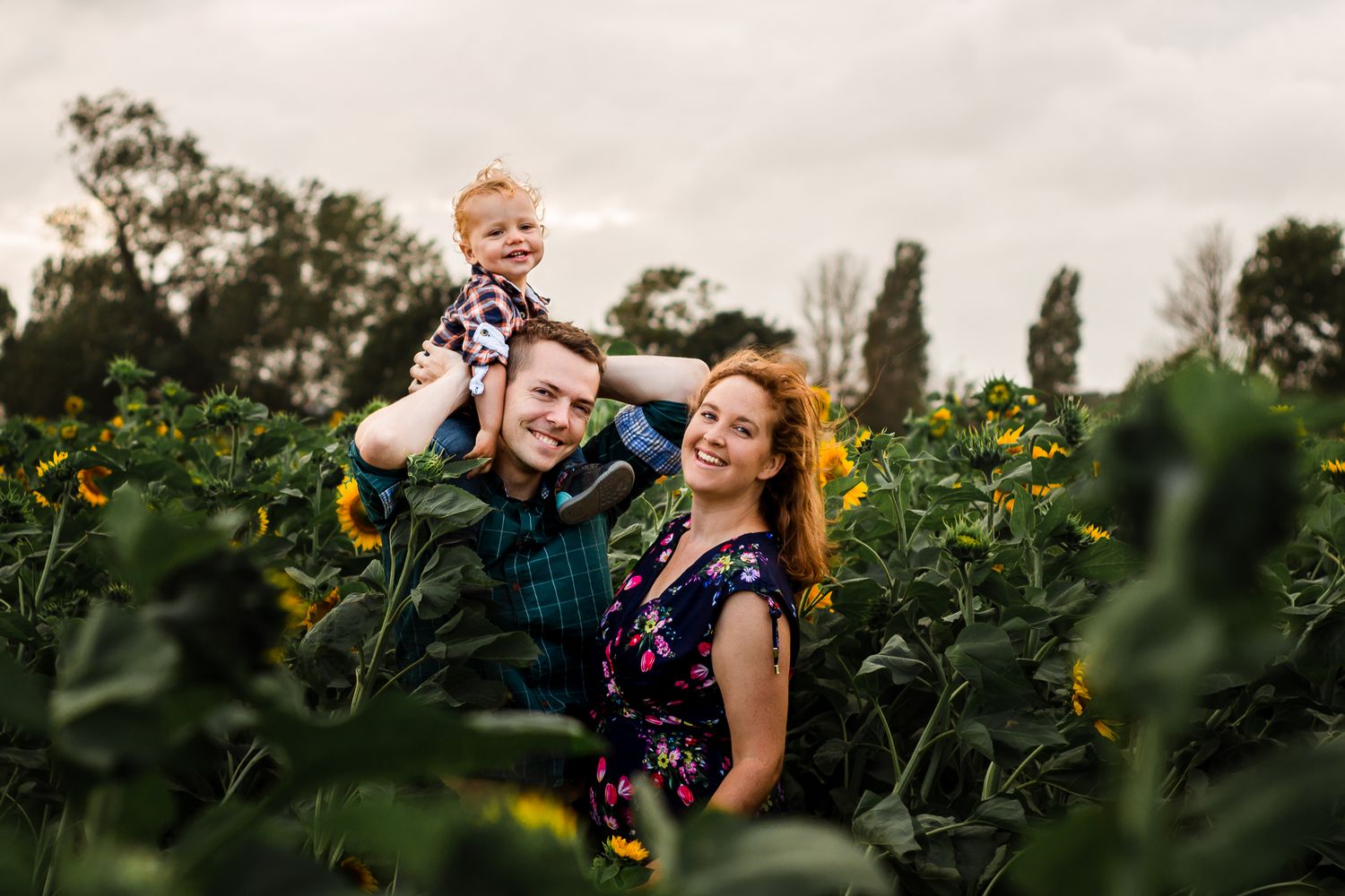 In a sunflower field on Hayling Island a family with their young Son has fun between the flowers.