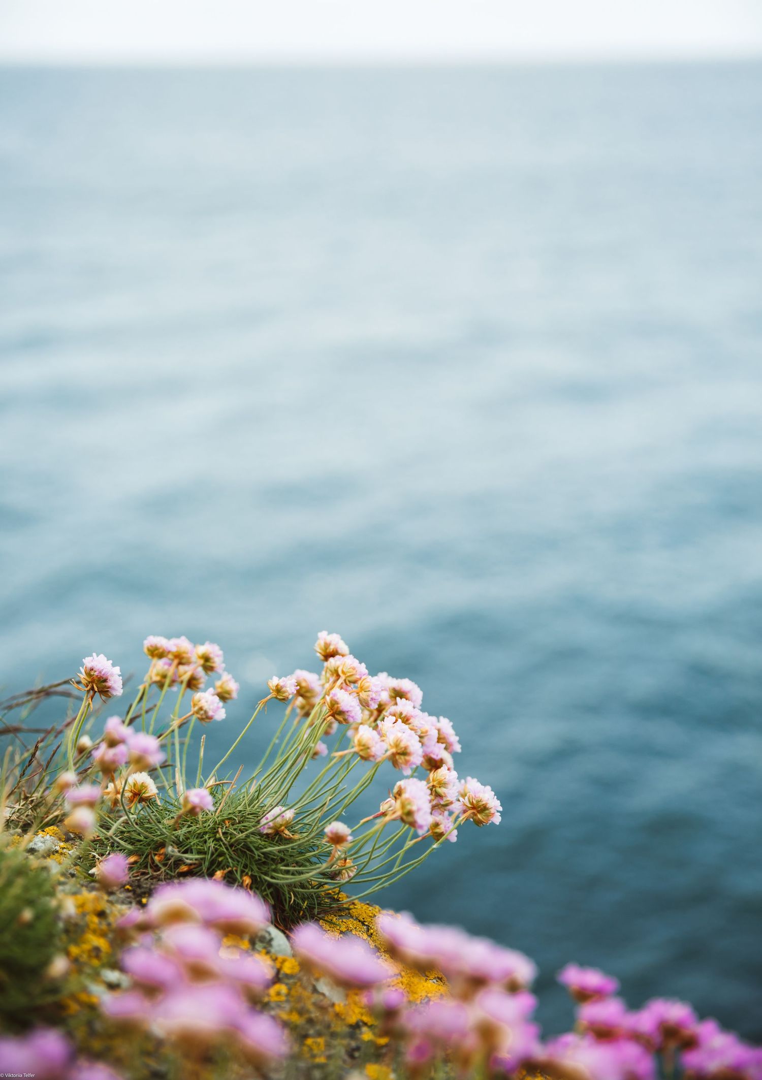 Pink and white coastal flowers blooming on cliff edge against blurred ocean background.
