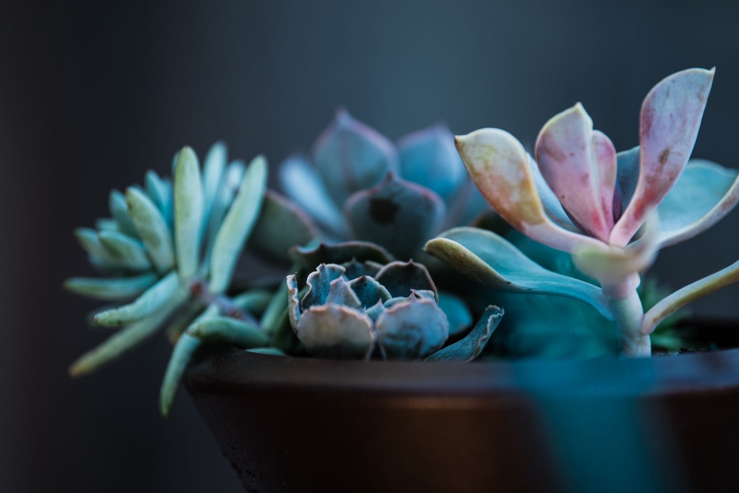 Contact Lenses & Light Photography