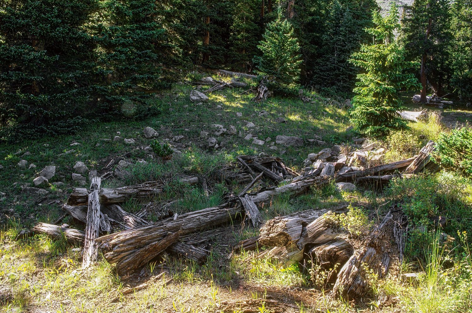 Cree's Camp, Colorado