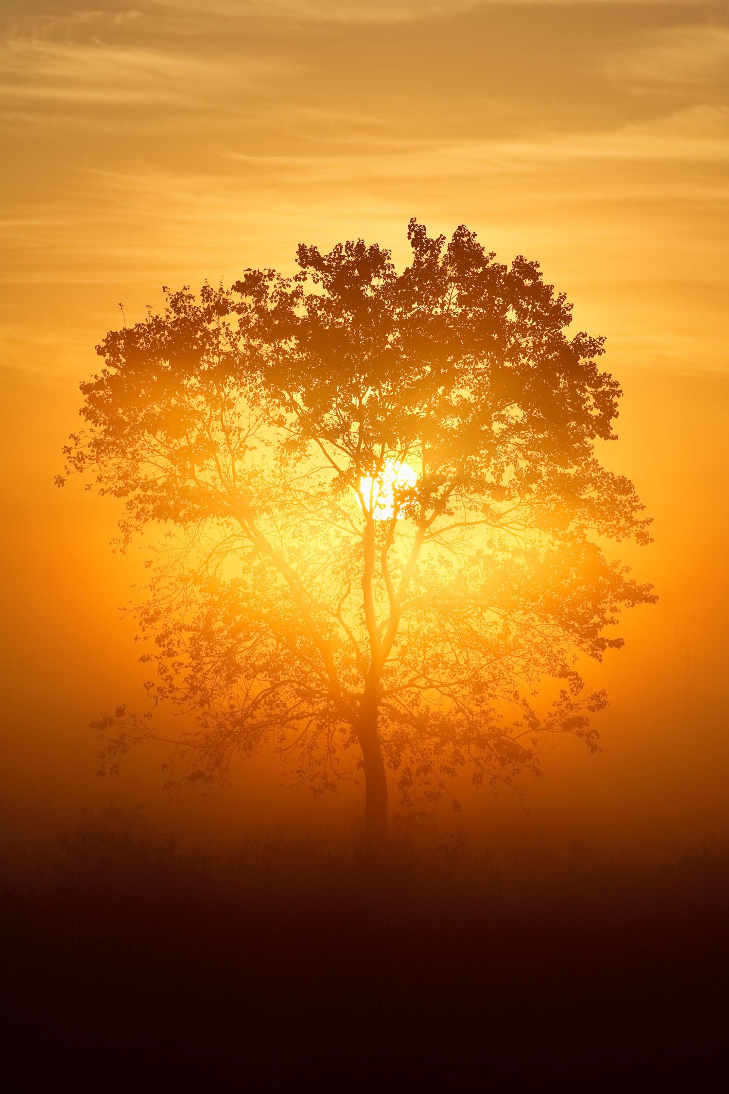Sunrise through a tree in a cattle field near Richmond, Texas