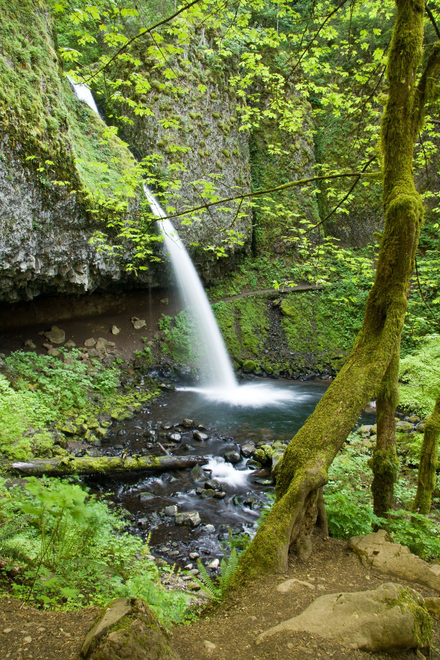 Pony Tail Falls in the Columbia River Gorge