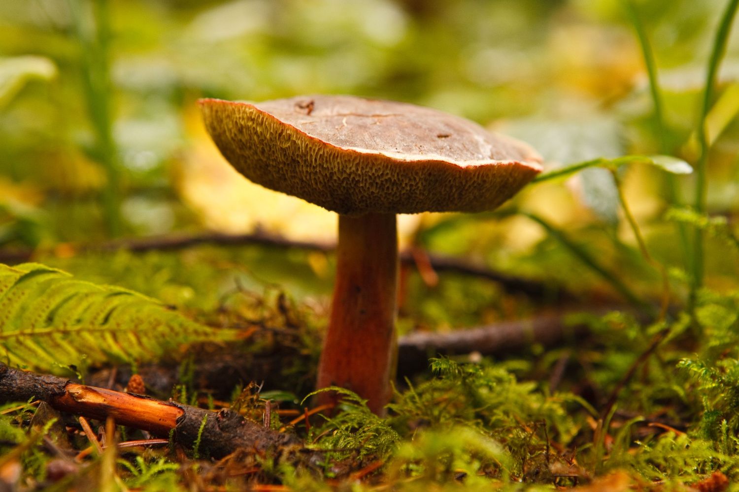 A macro view of a small brown mushroom