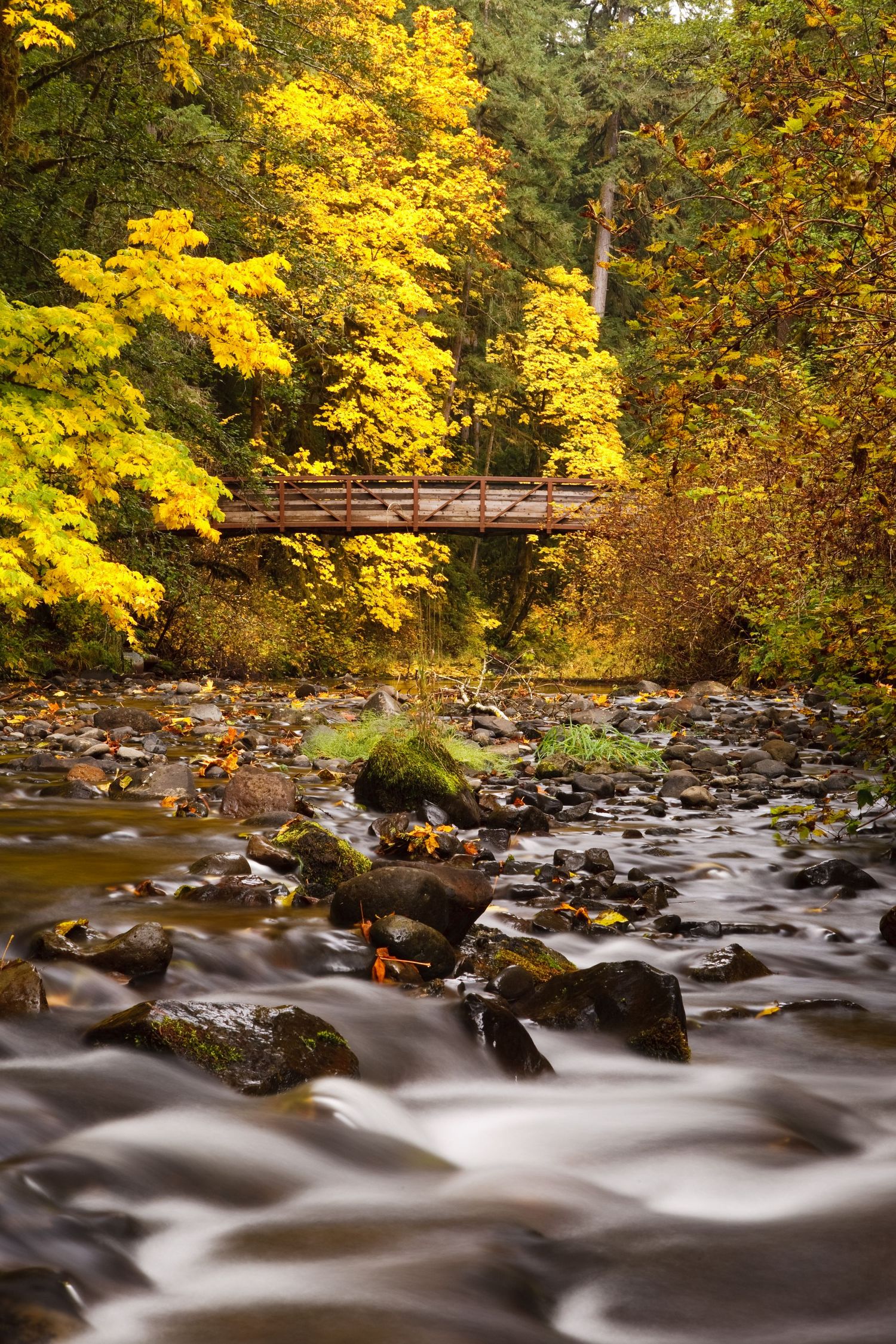 A low view of a bridge over a stream in Silver Falls State Park, Oregon