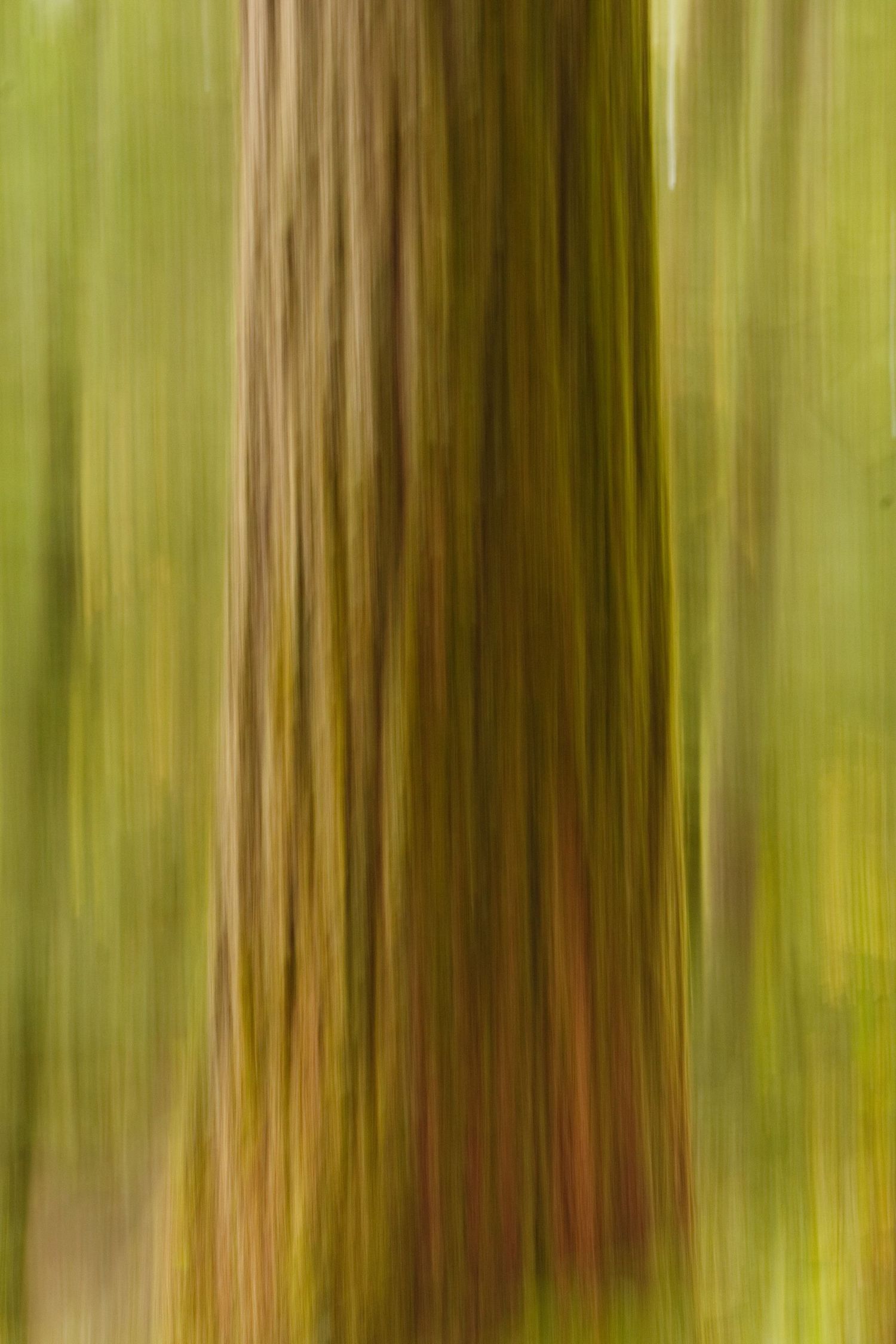 An impressionist view of a douglas fir tree in Silver Falls State Park, Oregon