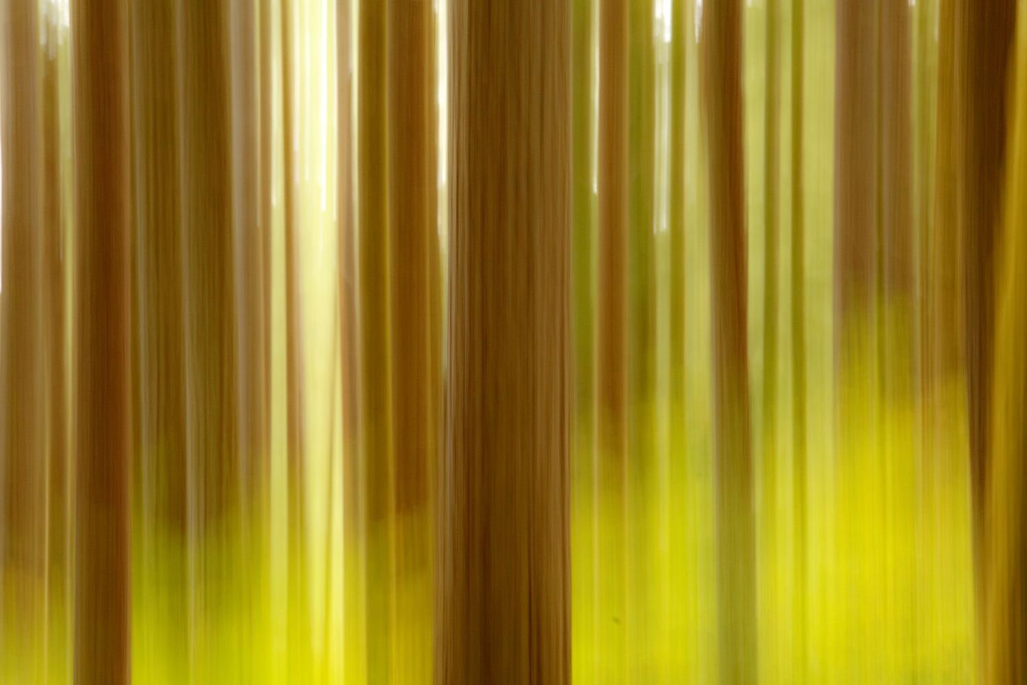An impressionist view of a group of douglas fir trees in Eagle Creek in the Columbia River Gorge, Oregon