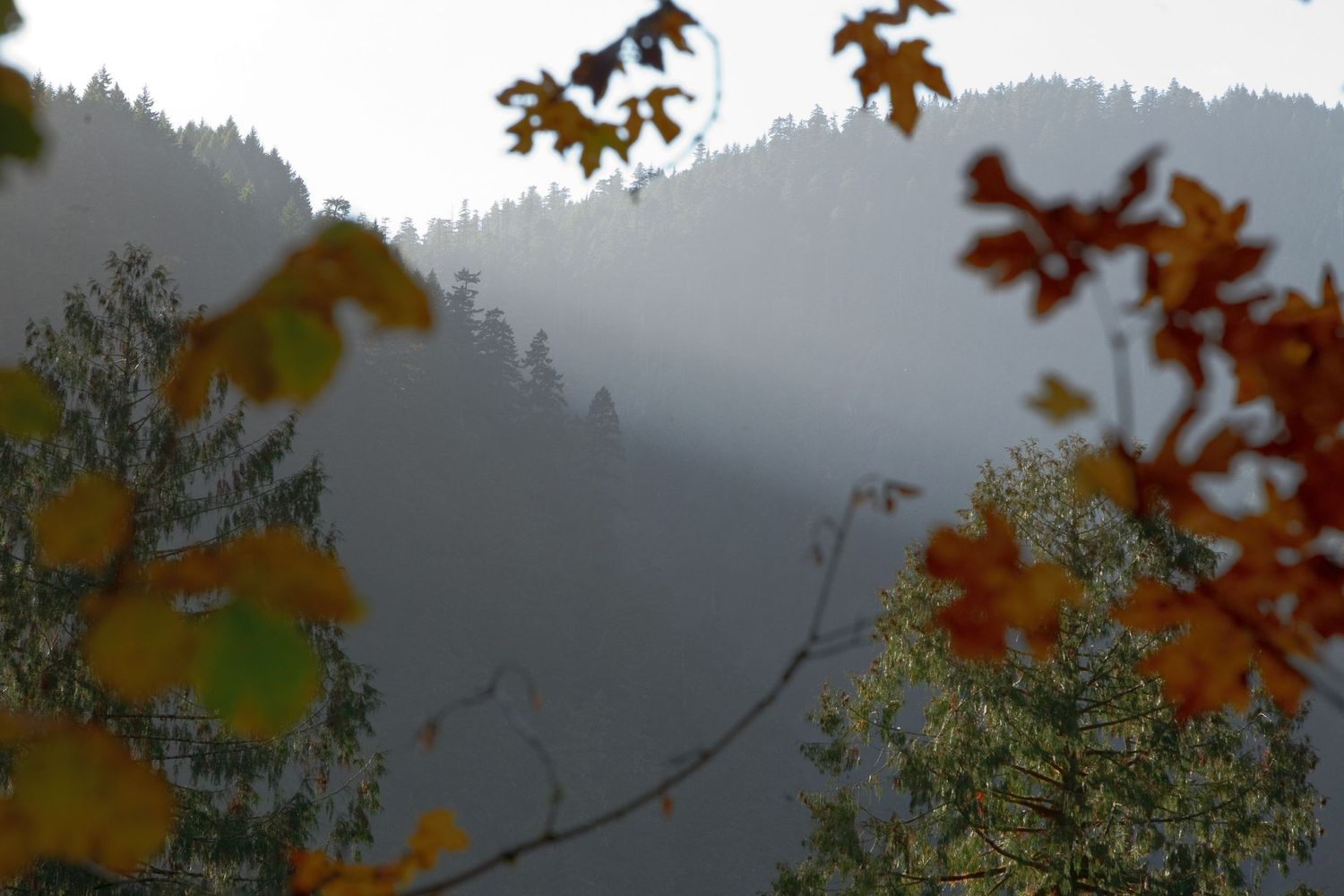 Misty hills near Mt Hebo in Autumn