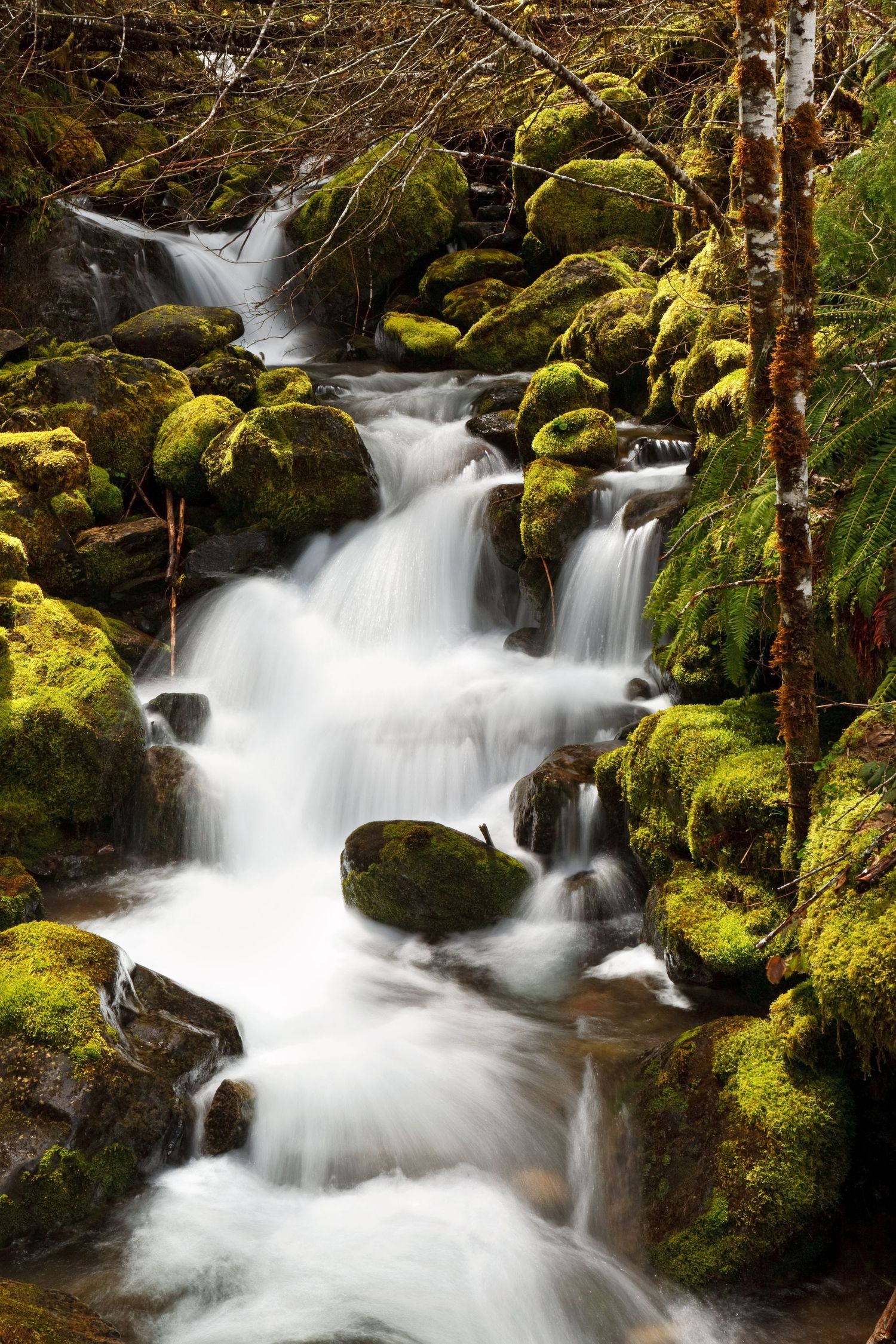 A small stream along Eagle Creek in the Columbia River Gorge