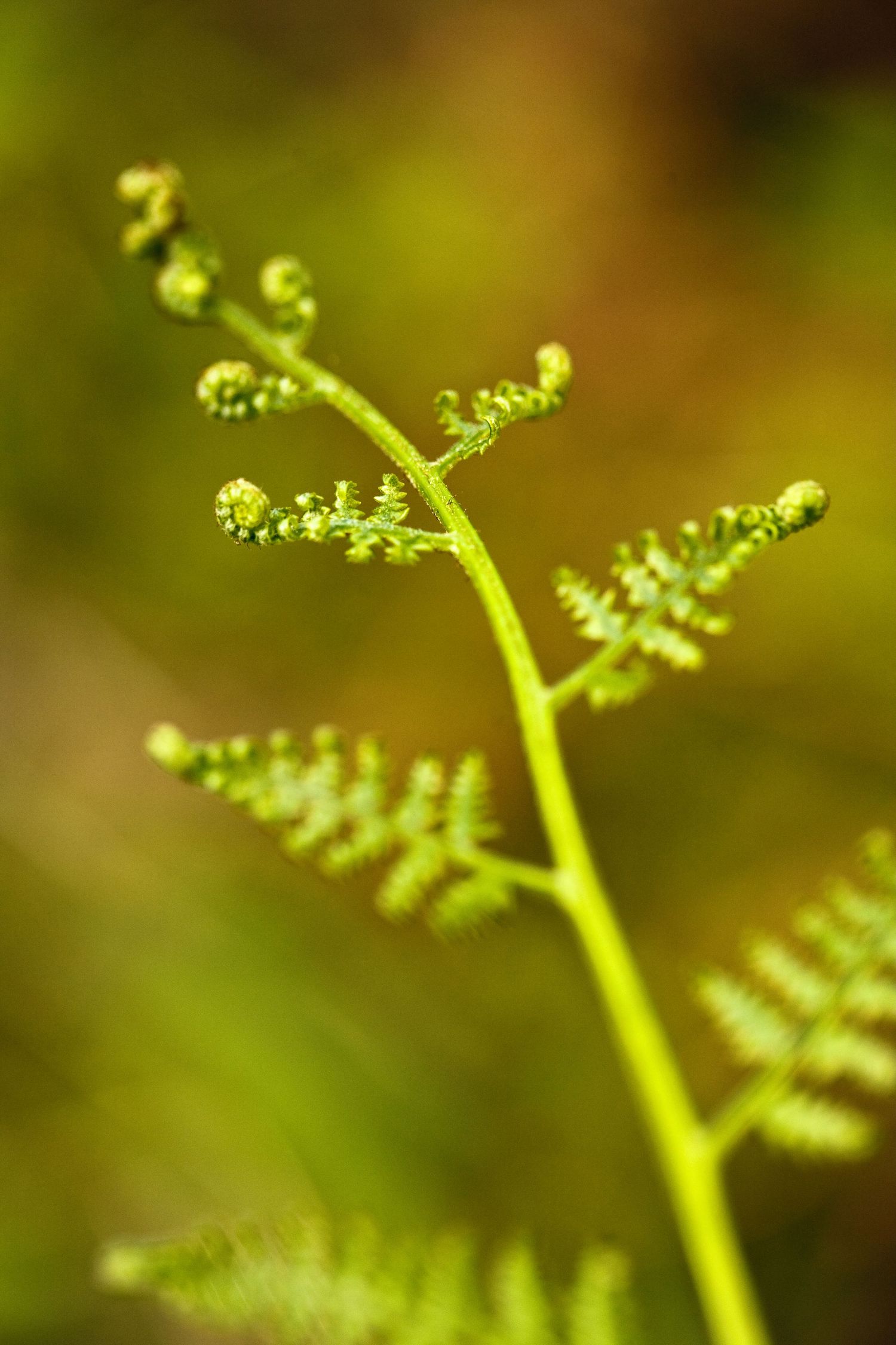 A growing fern near Mt Hebo, Oregon
