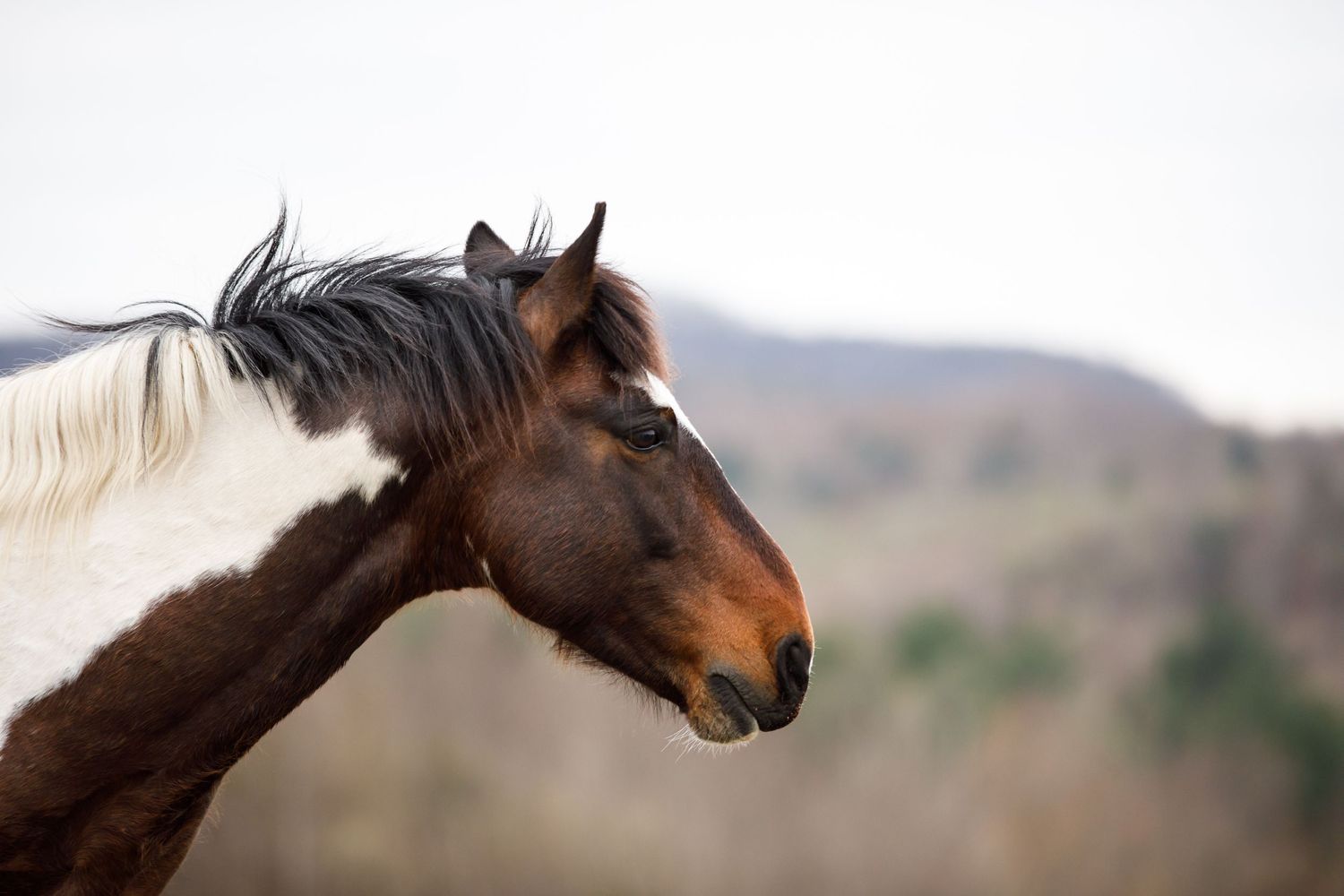 Close up profile view of a brown horse with long mane against blurred background.