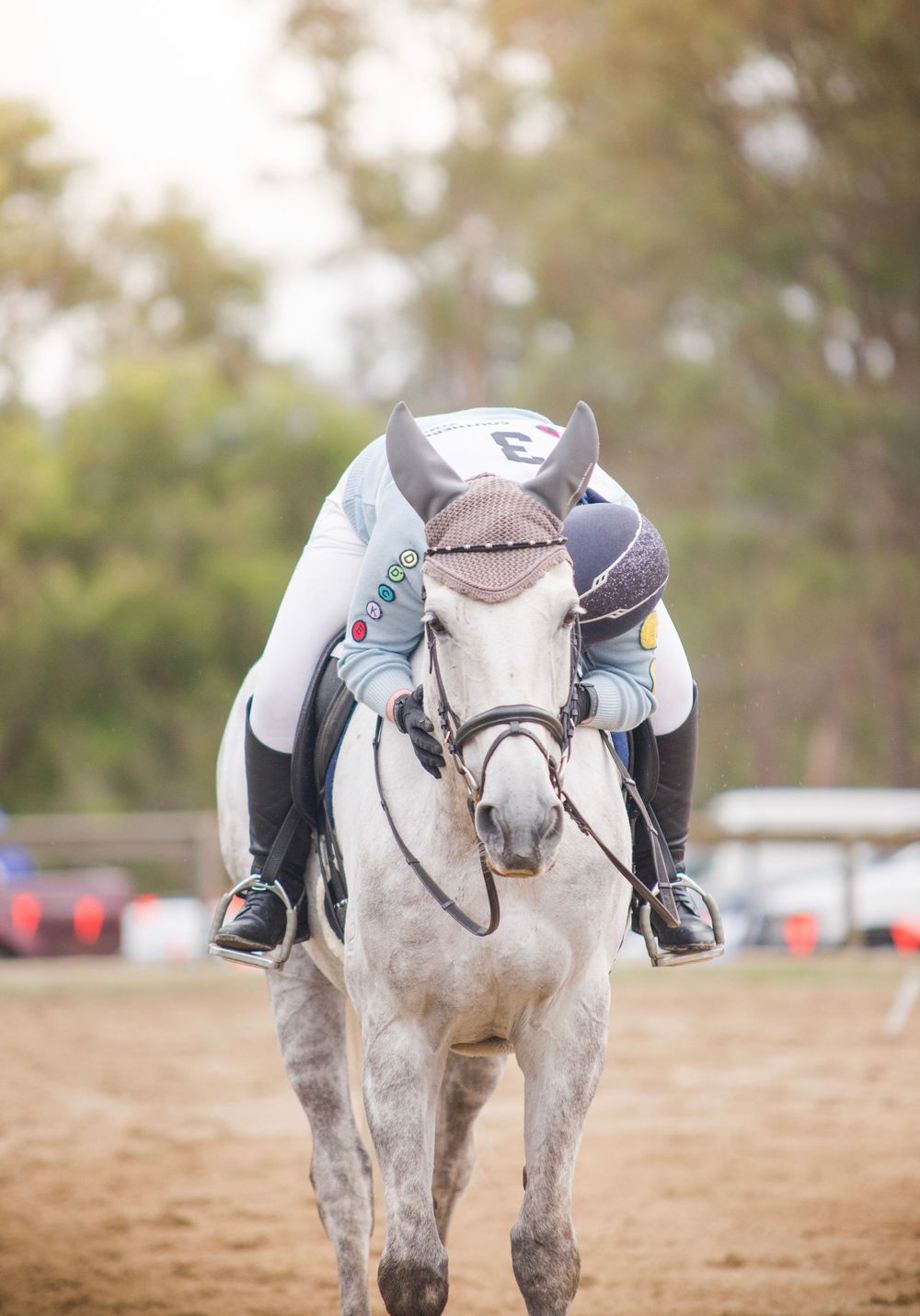 Close-up view of a determined gray horse preparing to compete in an equestrian competition.