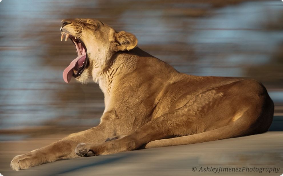 zoo
lion
lioness
lions
animal photography
animal photographer
wildlife photographer
wildlife photography
Fresno photographer