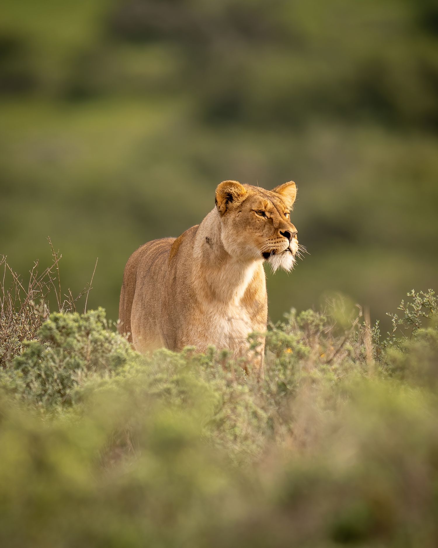 Lioness moving through tall grass in a sequence of images.