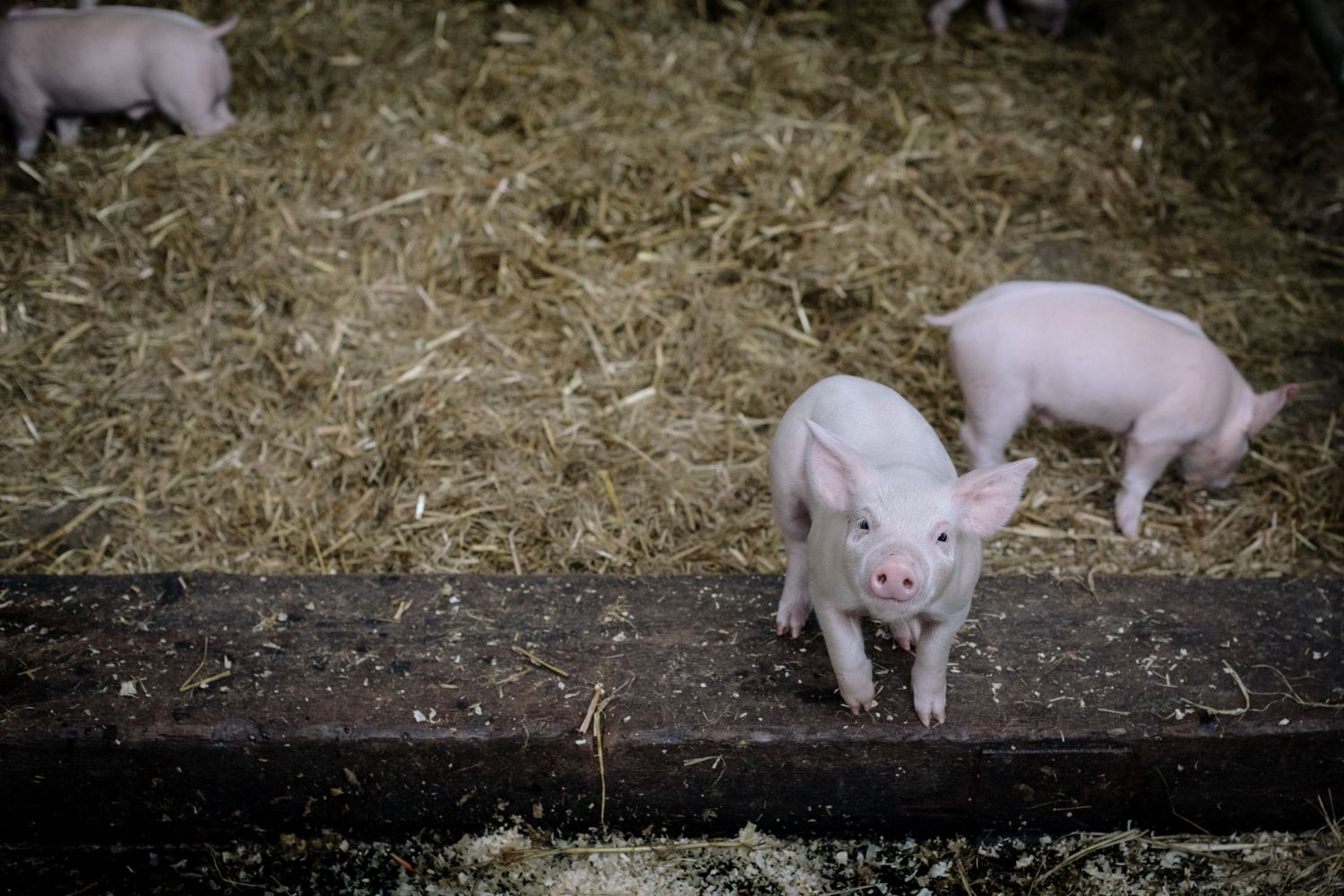 Pink piglets playing in hay inside a rustic barn setting.