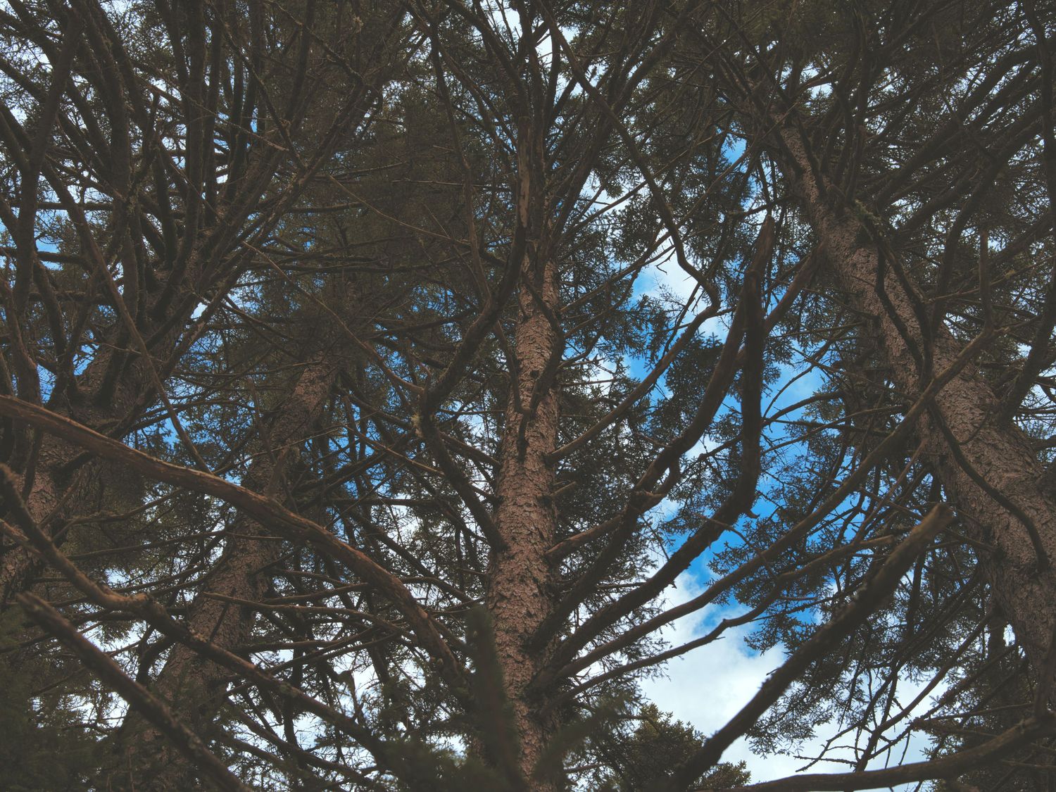 Looking up through dense pine tree branches revealing patches of blue sky above.