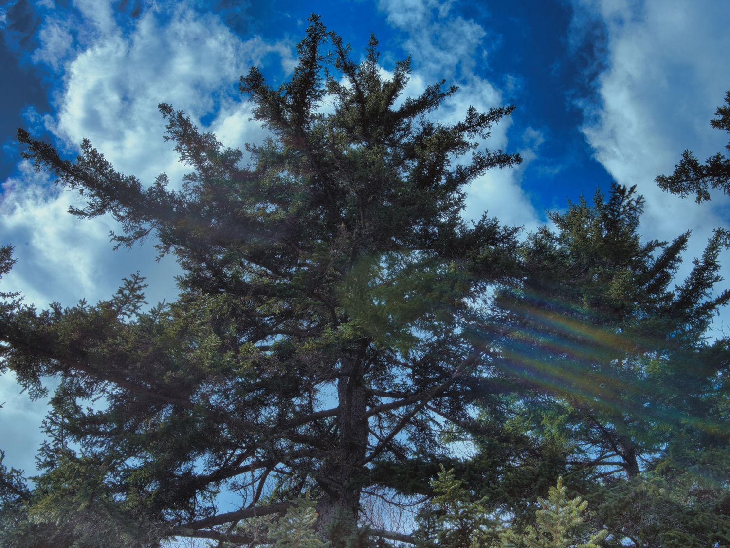 Looking up at a tall pine tree canopy against a blue cloudy sky with lens flare.
