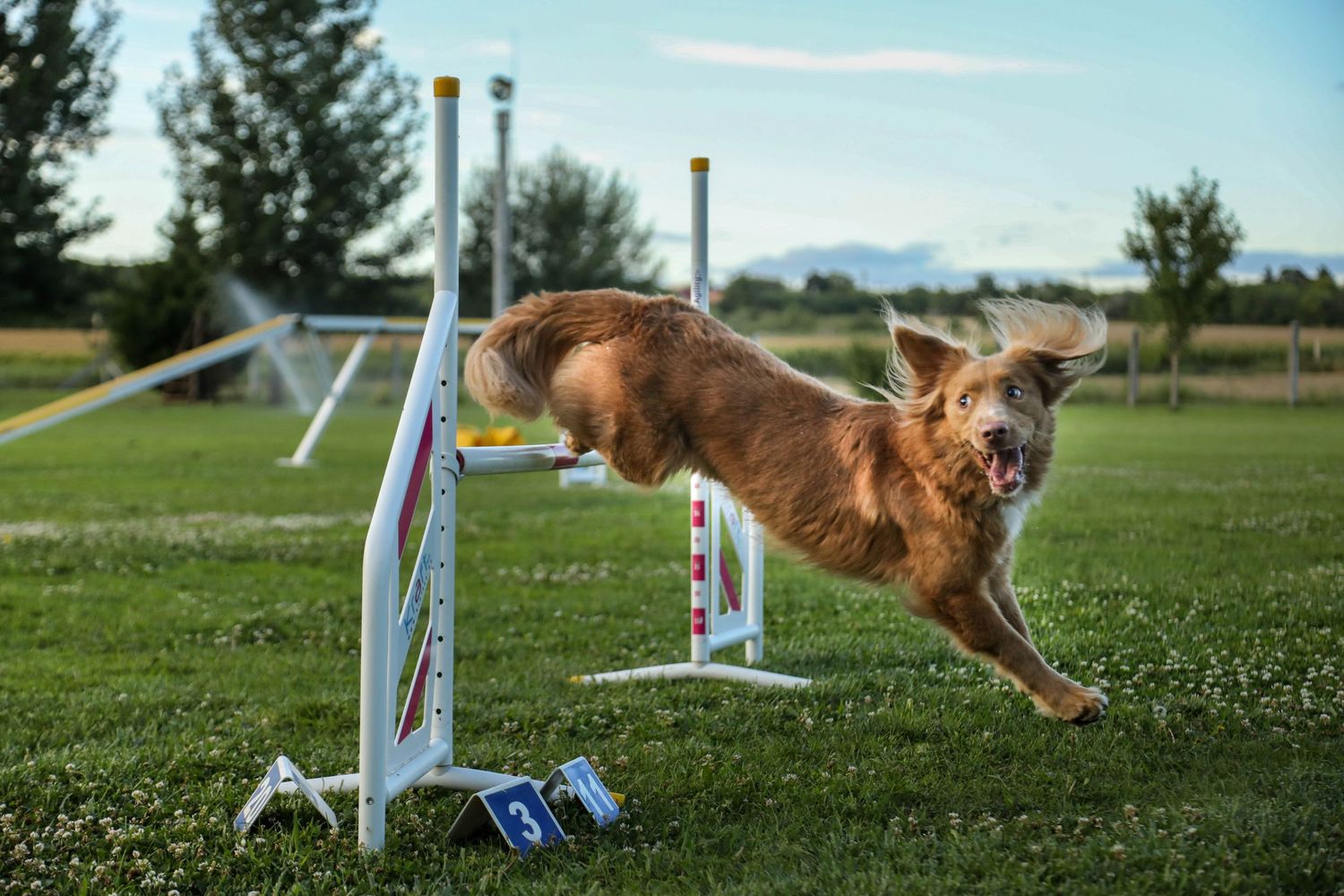 Agility fotózás
Agility videózás
Agility videography