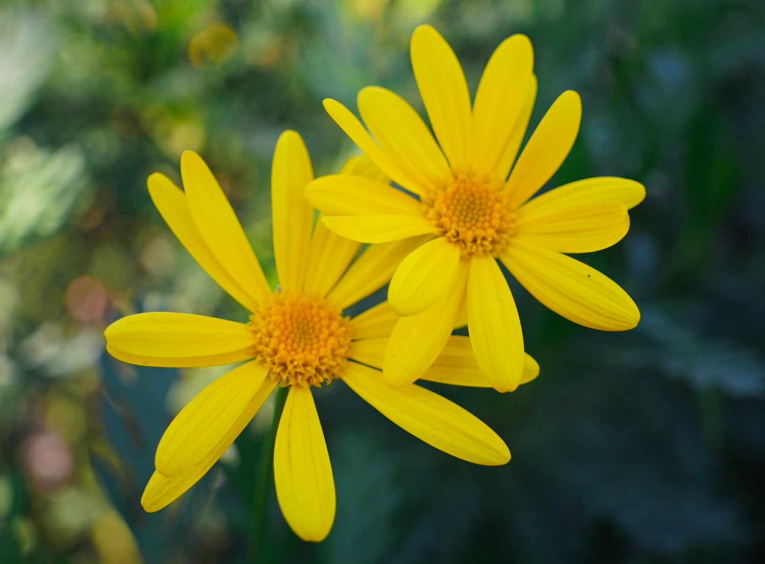 landscape photographer
nature photographer
Fresno photographer
street photographer
flowers