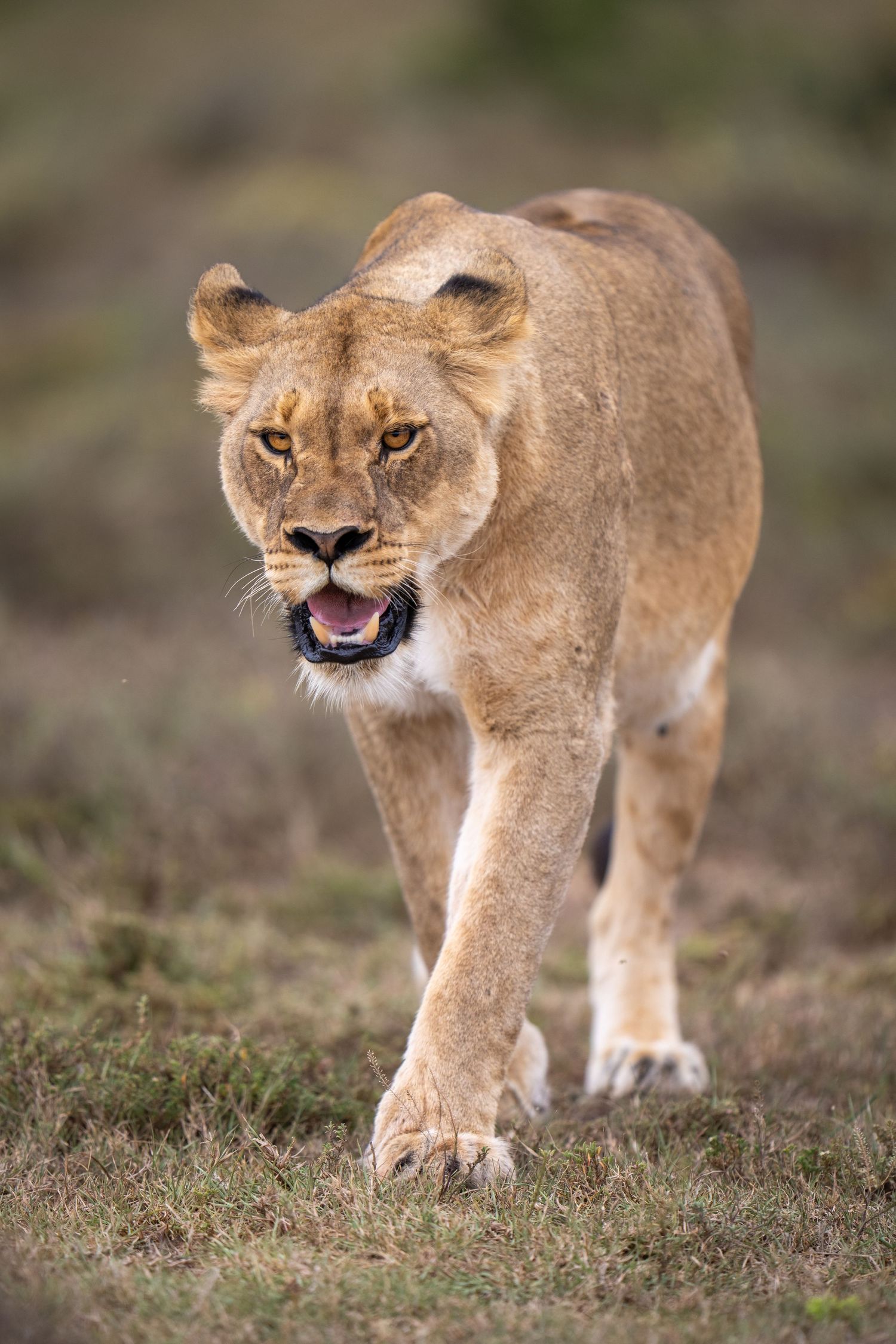 Lioness prowling through savanna grassland displaying hunting behavior in sequence.