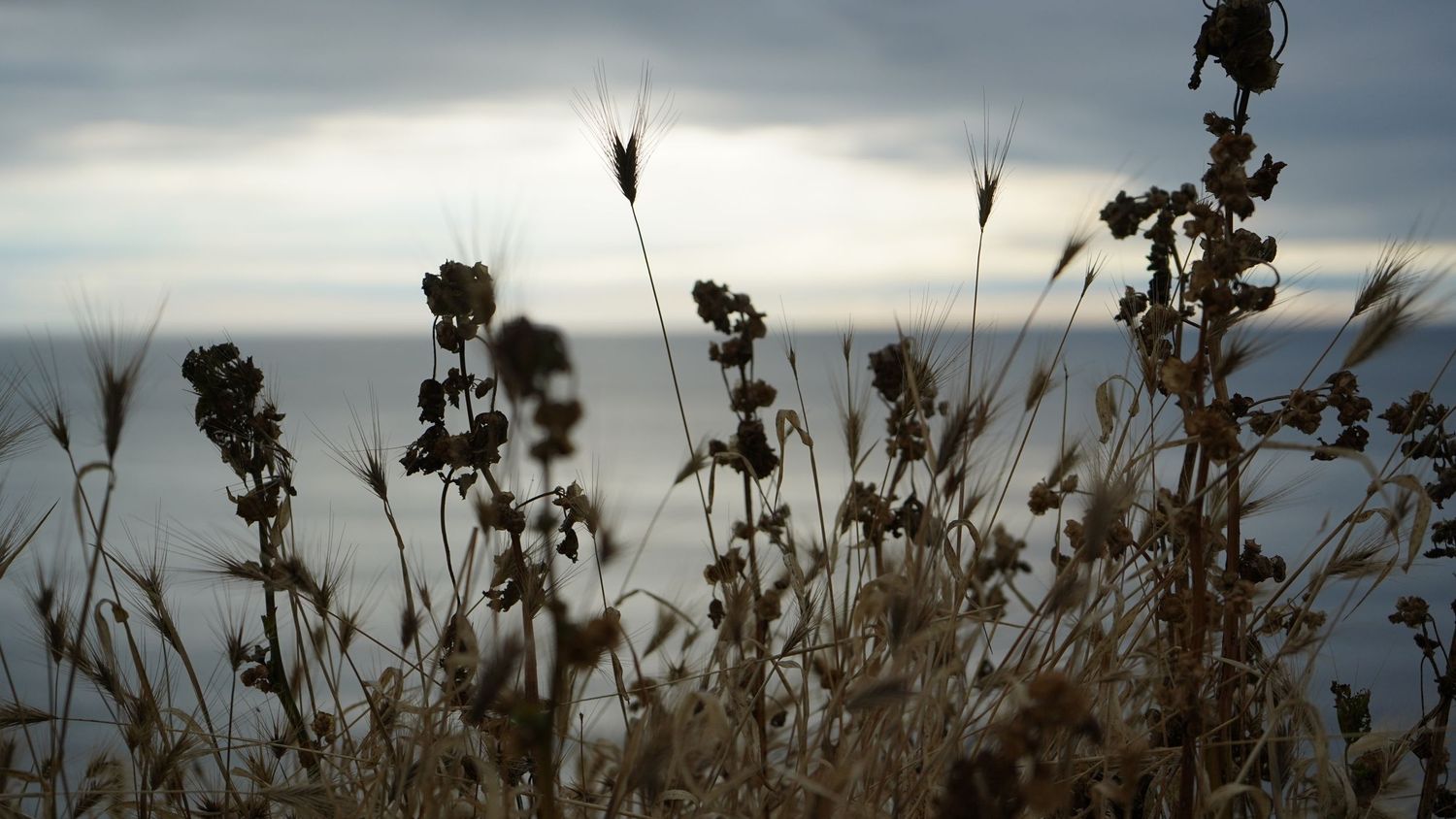 Dried wildflowers and grass stalks silhouetted against overcast sky with ocean in background.