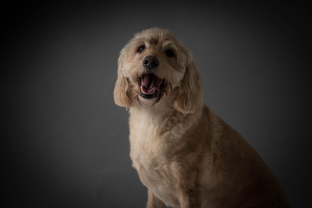 Dog Photography, Plymouth Studio