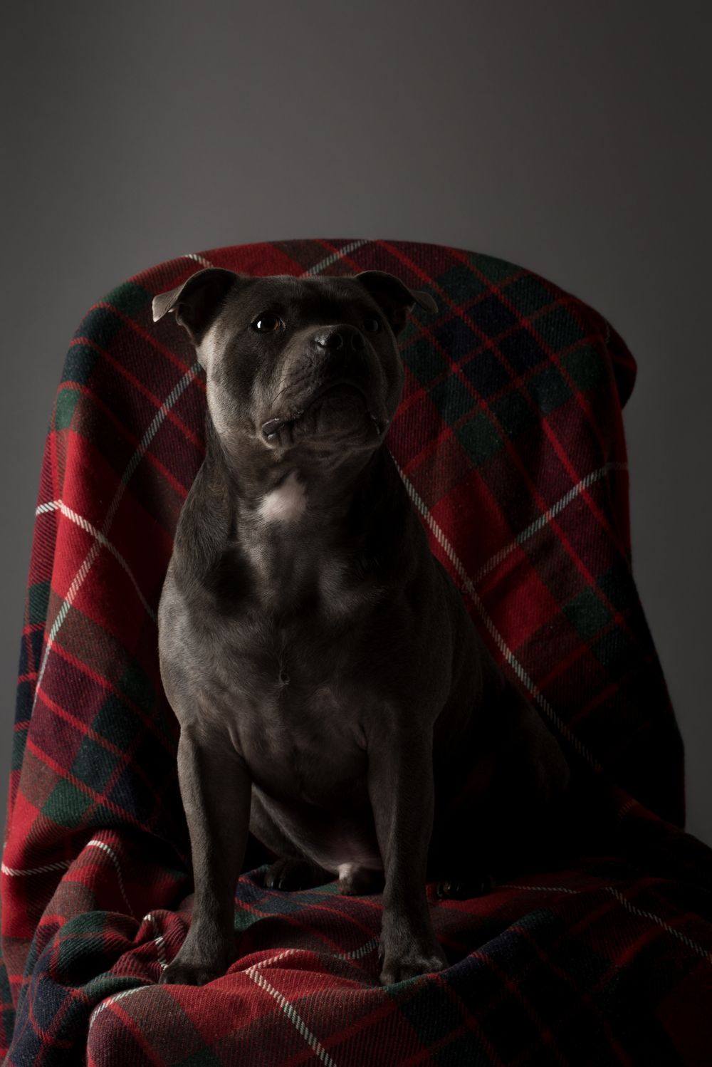 Dog Photography, Plymouth Studio