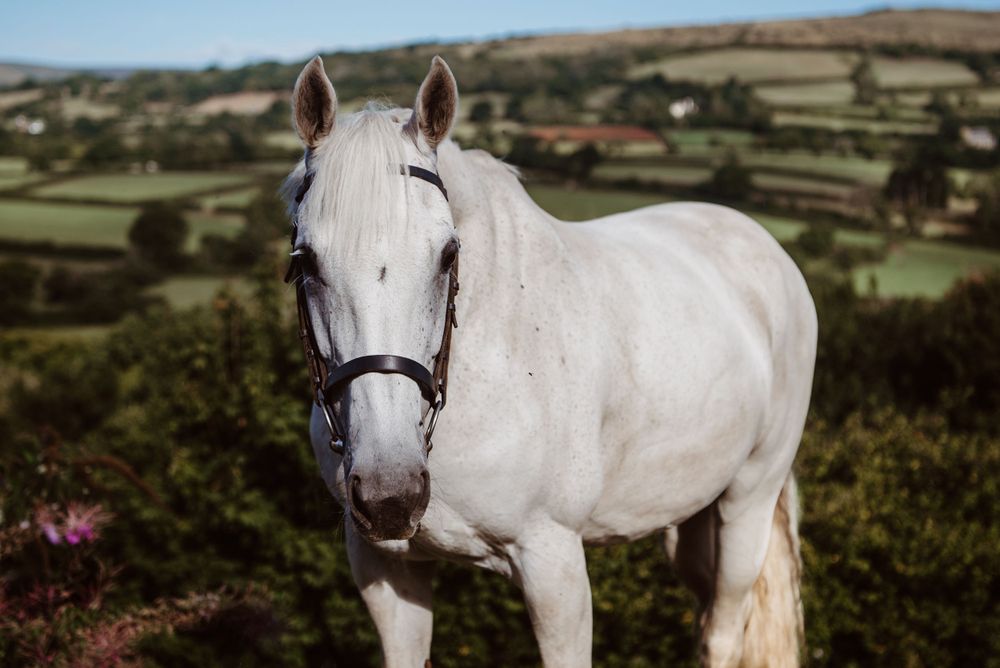 Horse Photography Plymouth Devon
