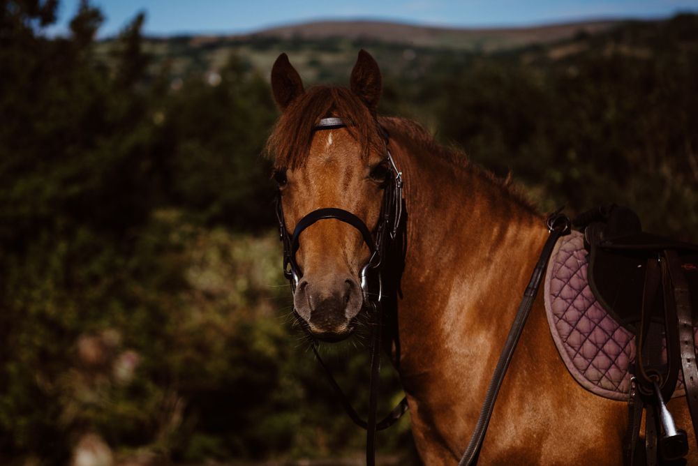 Horse Photography Plymouth Devon