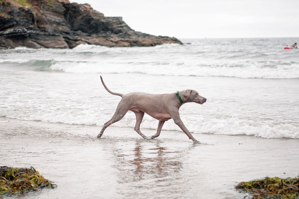 Dog Photography, Plymouth Studio