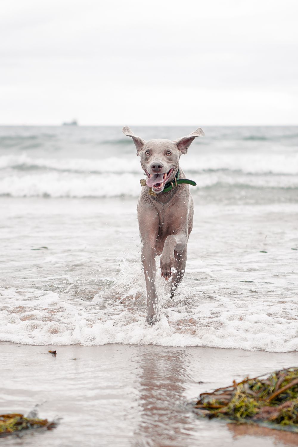 Dog Photography, Plymouth Studio