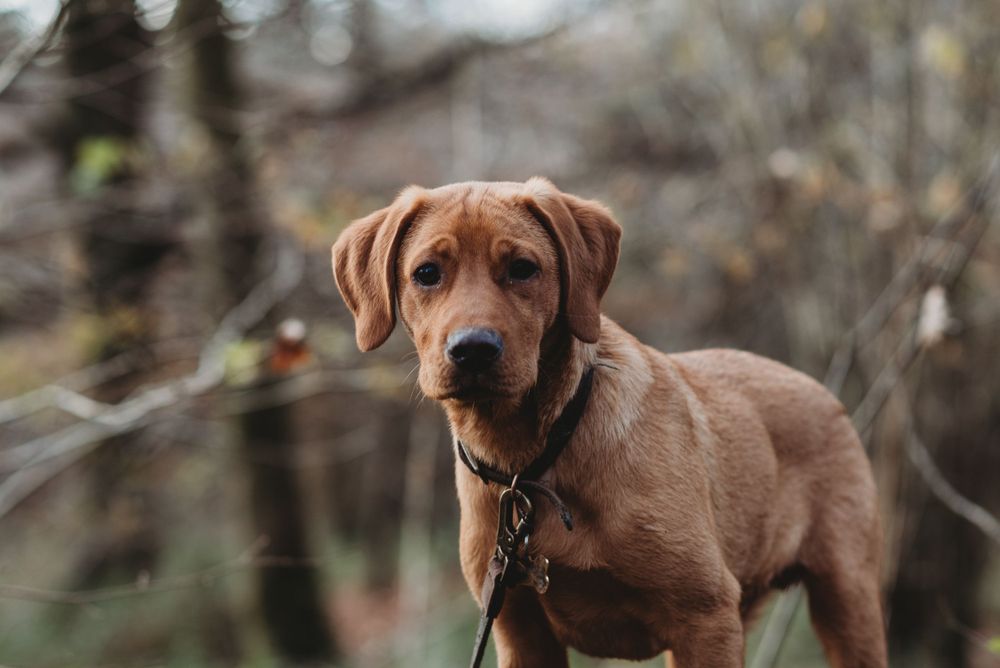 Dog Photography, Plymouth Studio