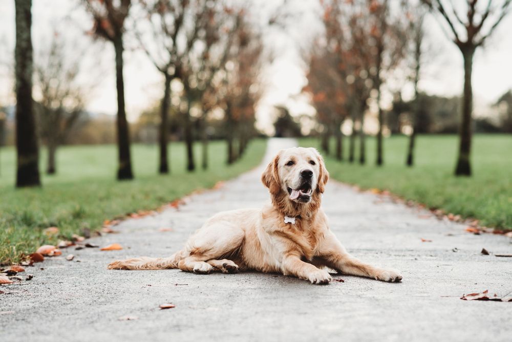 Dog Photography, Plymouth Studio