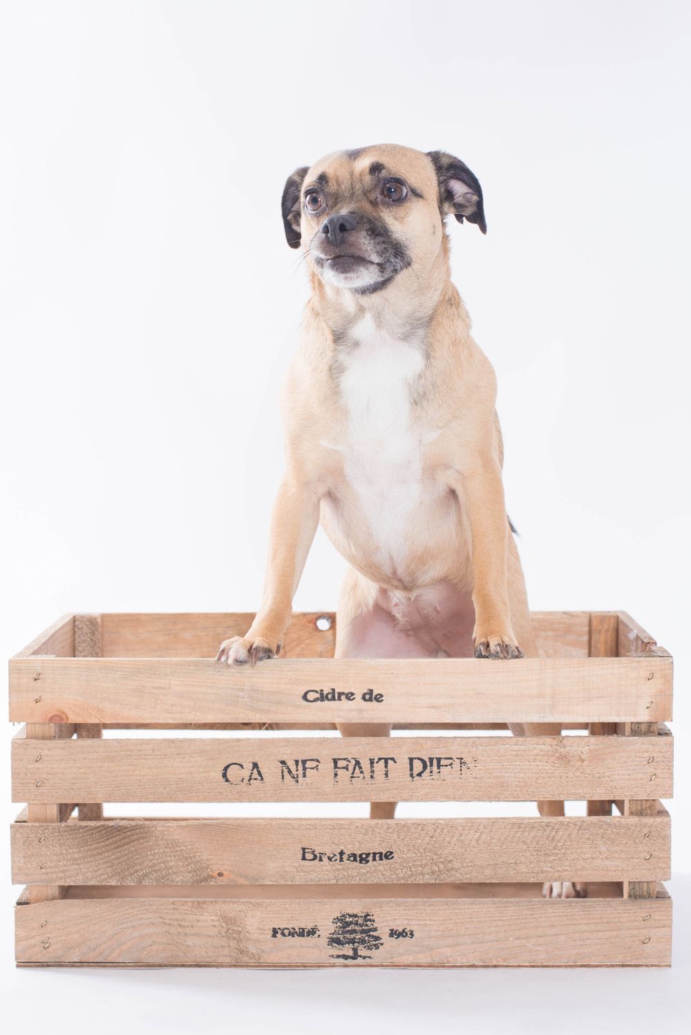 Dog Photography, Plymouth Studio