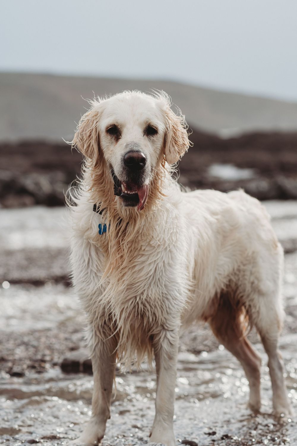 Dog Photography, Plymouth Studio