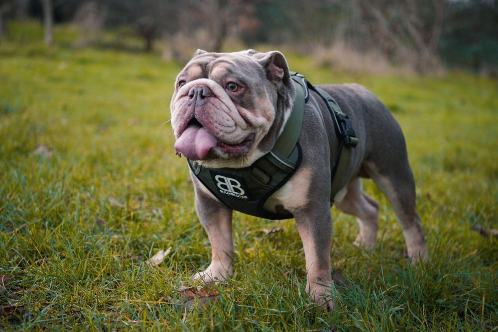 Dog Photography, Plymouth Devon