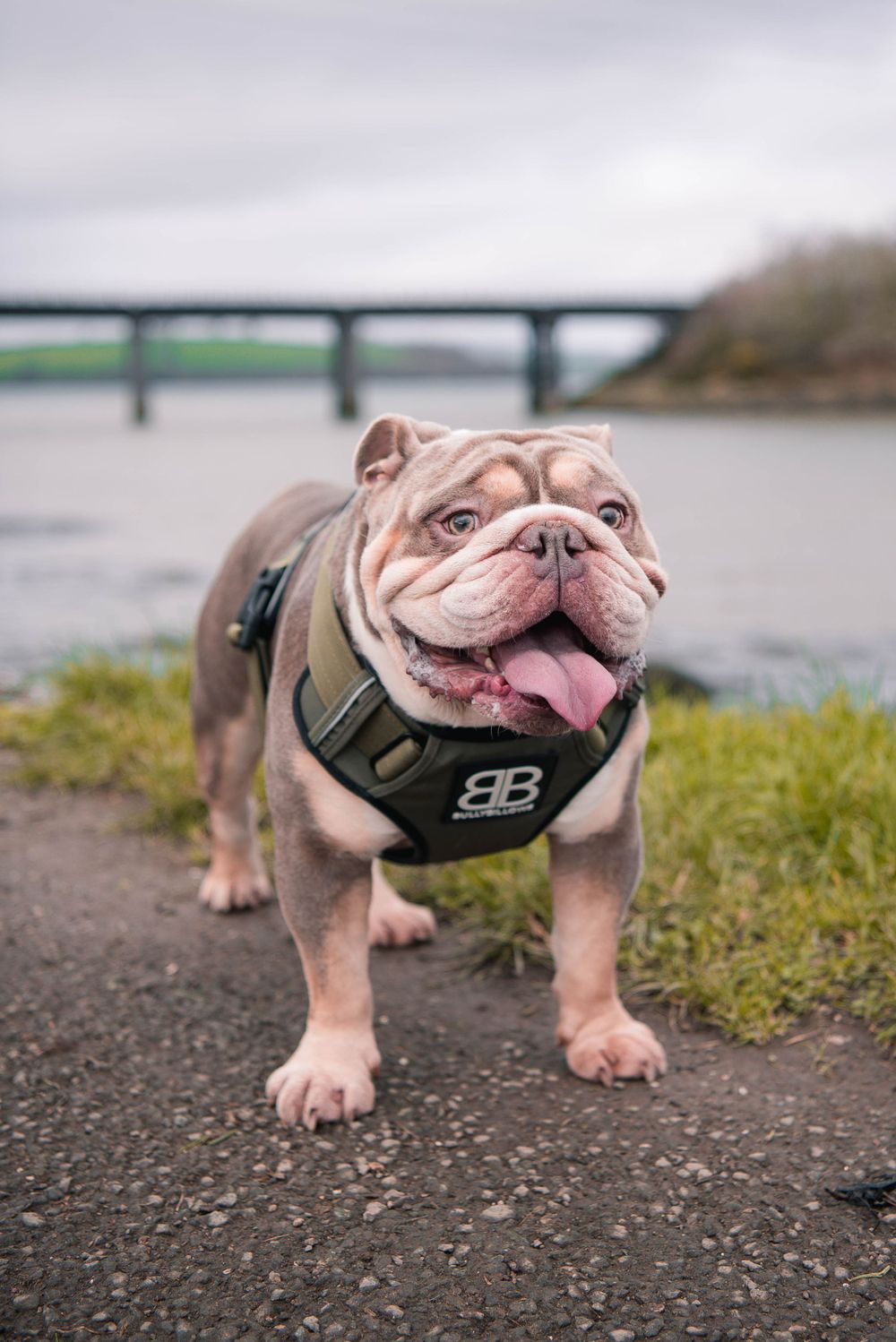 Dog Photography, Plymouth Devon