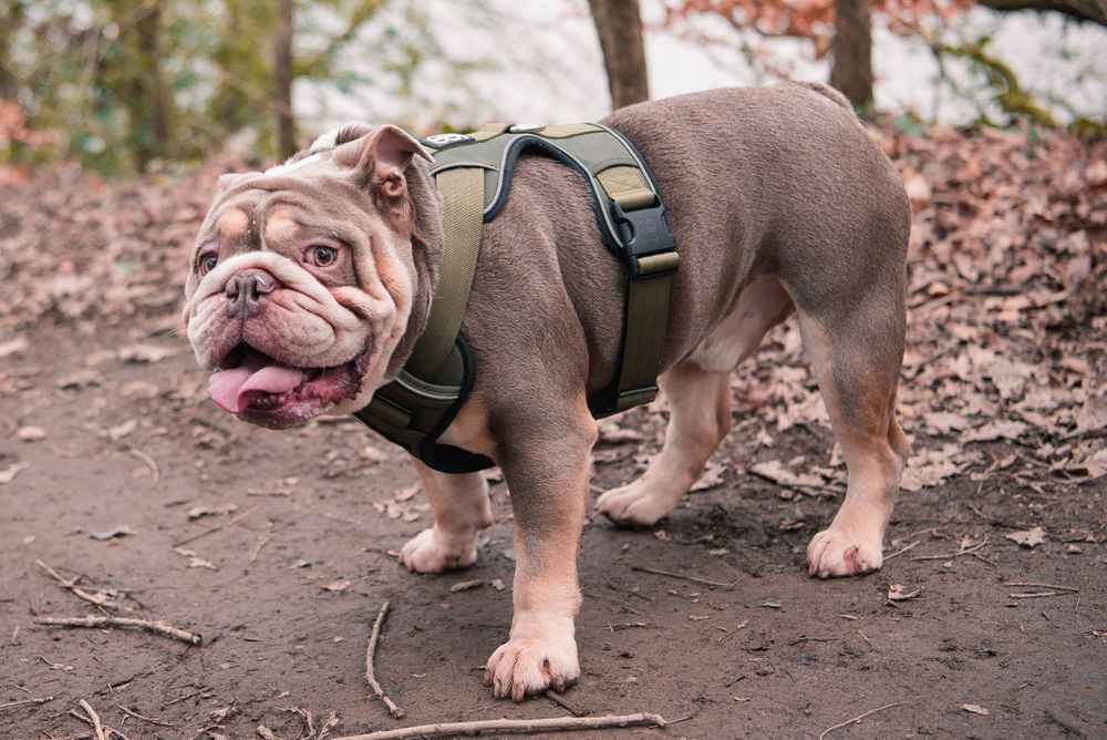 Dog Photography, Plymouth Devon