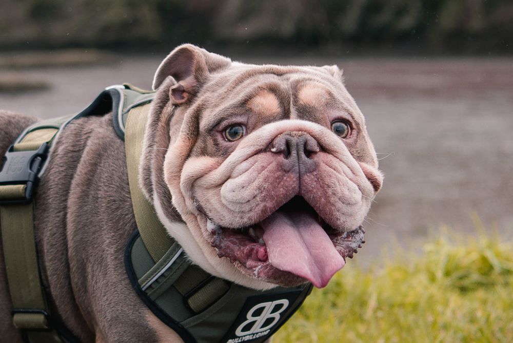 Dog Photography, Plymouth Devon