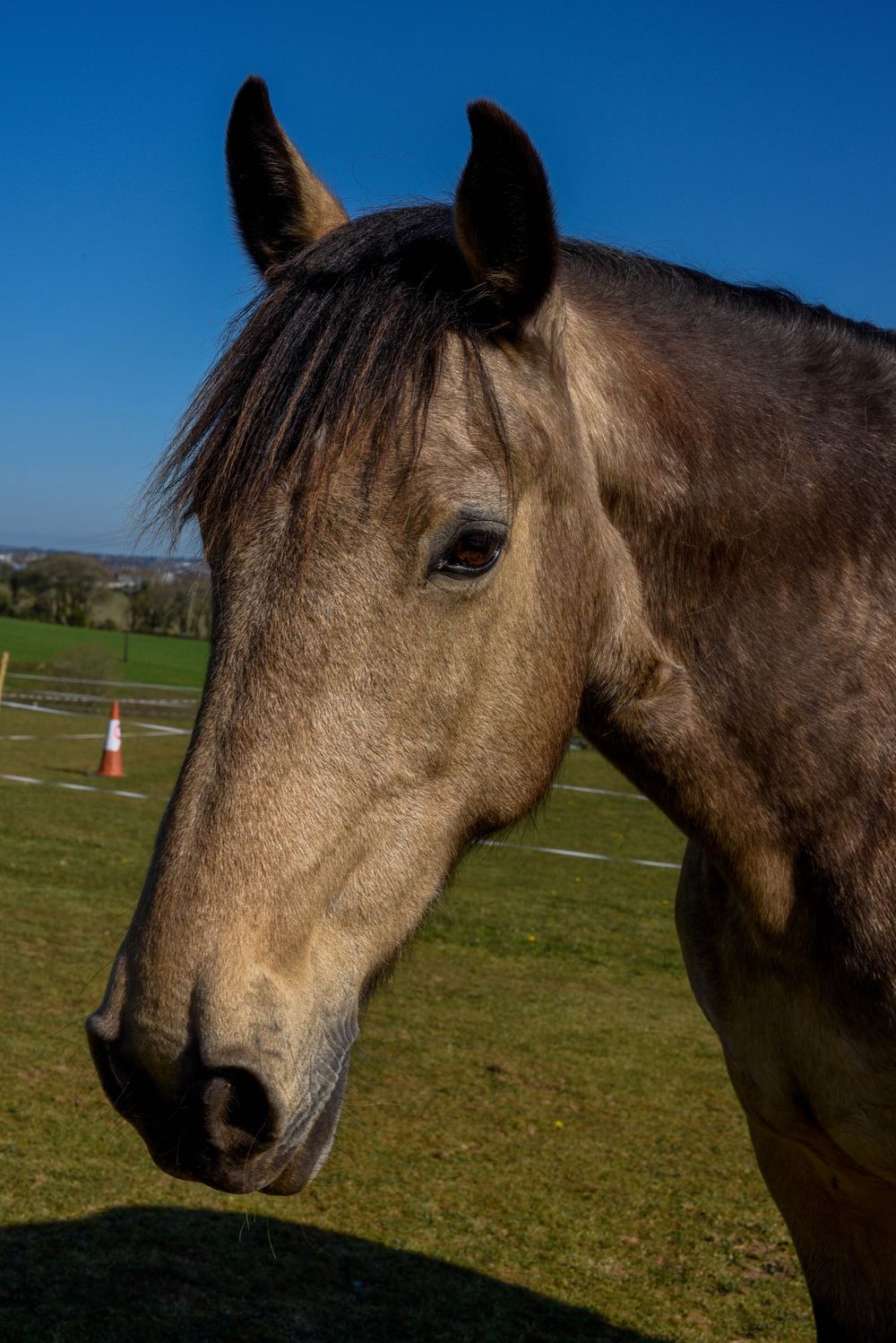 Horse Photography Plymouth Devon
