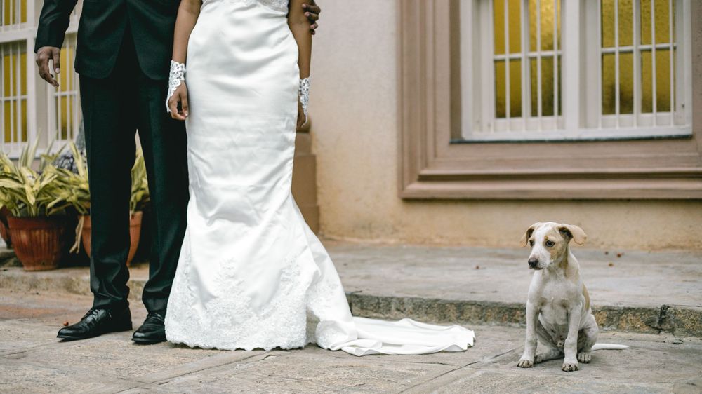 A puppy at a wedding in St patricks church, Bengaluru