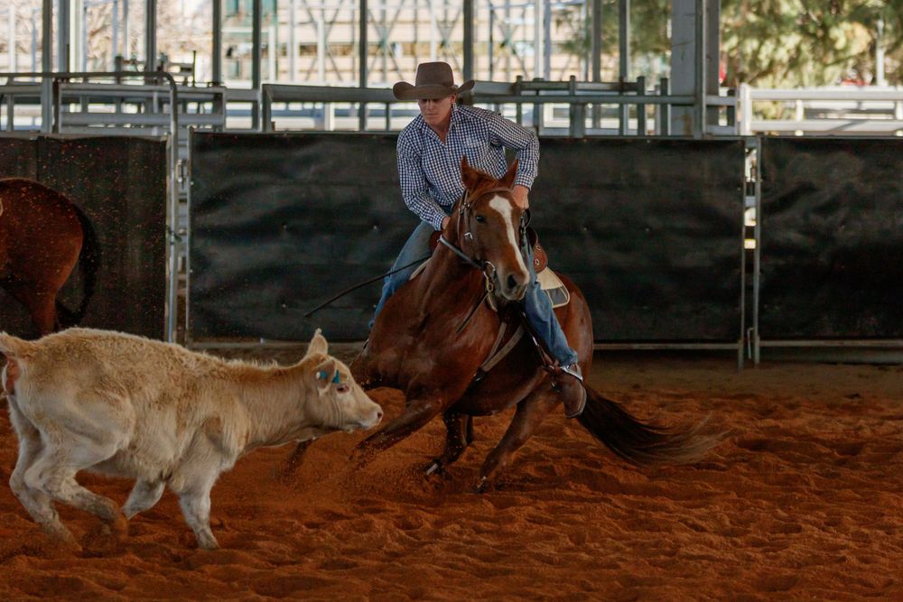 A skilled rider chases after a calf in a competitive cutting horse event on a dirt arena floor.