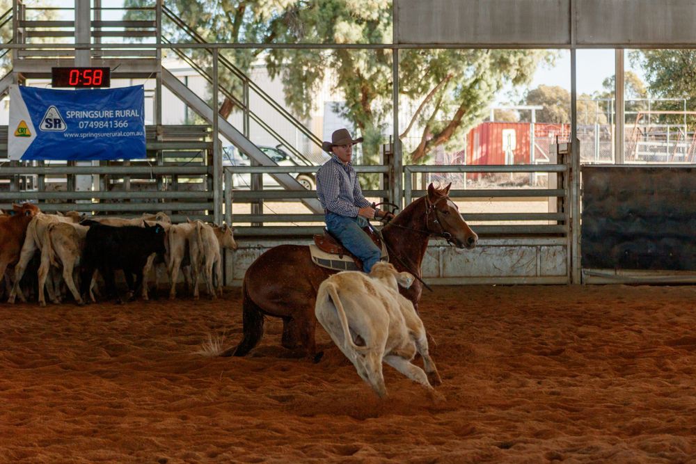 A quarter horse spins sharply while working cattle during a western performance competition.