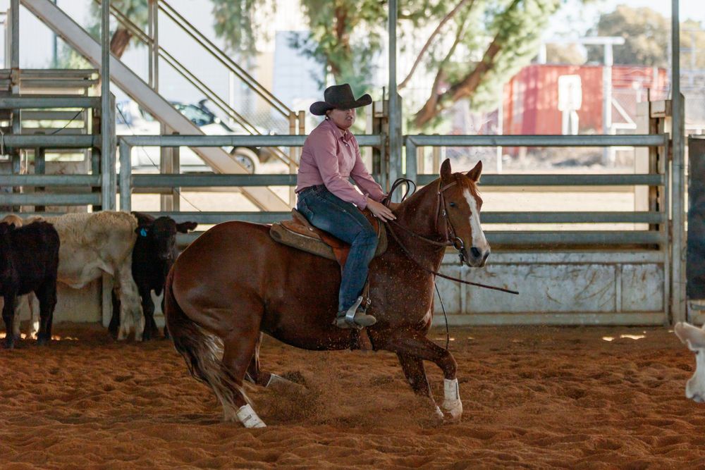 A quarter horse performs a quick turn in the arena while working cattle.