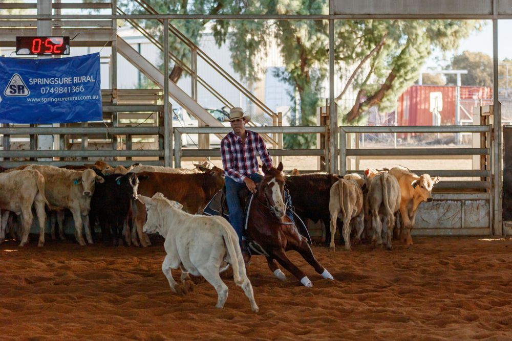 Rider expertly controls horse while separating cattle during indoor western sports competition.