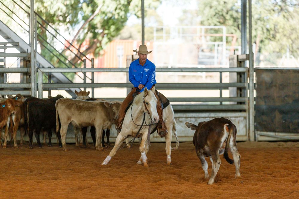 A rider guides a horse while herding cattle in a covered arena with metal bleachers.