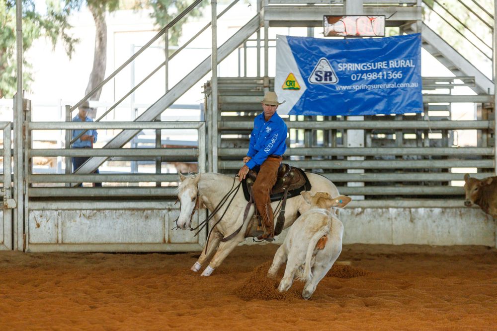 Dynamic shot of western horse riding competition as rider separates cattle in indoor arena.