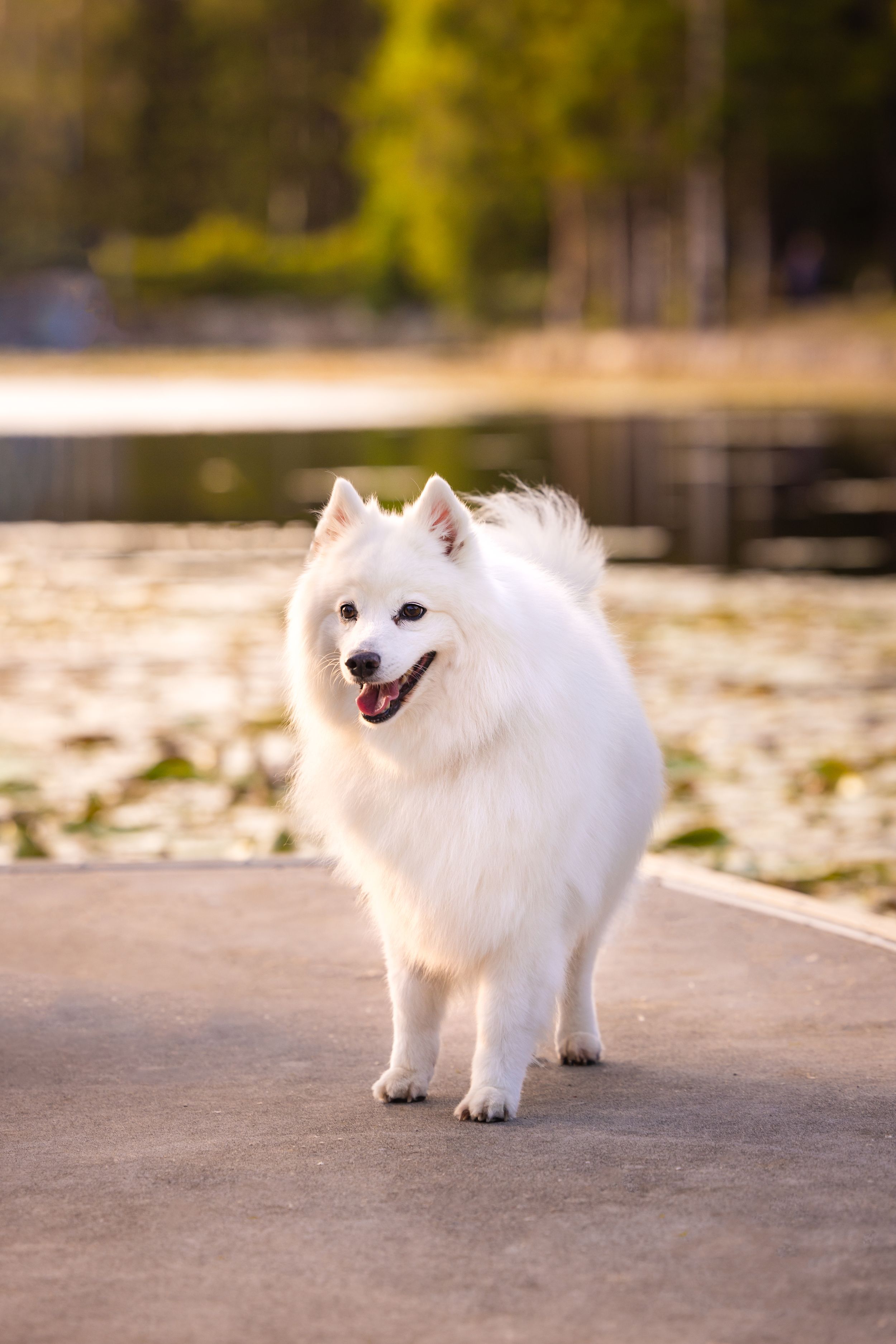 A Japanese spitz standing on a cement dock